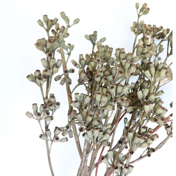 PPS11 Eucalyptu Seeds Dried Flower Corn poppy Dried Globulus Labill Zombie Fruit Eucalyptus Fruit for Indoor Decor  Arrangement