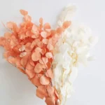 PPL20 E. Polyanthemos Hot Selling Bleached Eucalyptus Apple Leaves Flower Decoration for Home Wedding Valentine's Day INS - Image 3