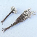 PPS01 Natural Dried Tallow Berries Small Ginkgo Flower for Decoration Preserved Seed Sapium Christmas Thanksgiving Factory Price - Image 6