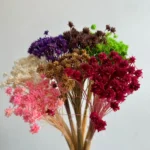 PPF27 Small Mountain Flower Wholesale Dried Mini Star Daisy Flower Real Natural Preserved Brazilian Star Flower - Image 5