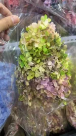 PHA02 Wood Hydrangea 17 Color Solid/mixed Color Gradient Natural Dried Preserved Hydrangea for Decorative Flower Arrangement - Image 6