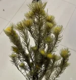 PPL34 Jinerong Floral Arrangements Natural Everlasting Straw Flower Preserved Entrnal Flowers Plant for Home Decor - Image 3