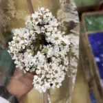 PPF12 French White Plum  Wholesale Hot Sale Wedding Decoration Flowers Baby Breath Natural Flowers Home Decoration - Image 6