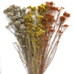 PPL54 Ozothamnus Diosmifolius Natural Dried Flowers Eternal Rice Flower Preserved Fresh Immortal Millet Flower for Mother's Day - Image 4