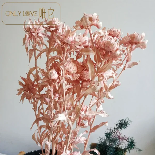 PPL07 Carthamus Tinctorius Factory Supply Everlasting Flowers Orange Pineapple for Flower Arrangements