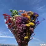 PPL54 Ozothamnus Diosmifolius Natural Dried Flowers Eternal Rice Flower Preserved Fresh Immortal Millet Flower for Mother's Day - Image 3