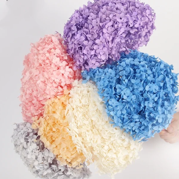 PHA01 Anna Hydrangea 18 Natural Solid Colors Handmade Preserved Hydrangea Flowers Long-term Preservation for Valentine's Day