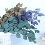 PPL20 E. Polyanthemos Hot Selling Bleached Eucalyptus Apple Leaves Flower Decoration for Home Wedding Valentine's Day INS - Image 2