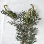 PPL60 Silver Birch 'Bosi' Natural Leaf for Festival Decoration High Quality Private Label Graduation Christmas Thanksgiving - Image 5