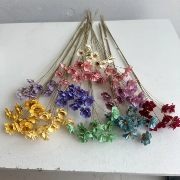 DFF50 Splicing Campanula Hot Sale  Decorative Art of Dried Flowers Aromatherapy Oils Brazil Star Flower for Home Decoration