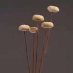 DFS53 Splicing Mushroom Dried Natural Solid Mushroom Flowers.fungus Handicrafts for Home Decor