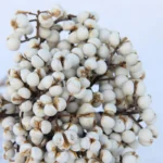 PPS01 Natural Dried Tallow Berries Small Ginkgo Flower for Decoration Preserved Seed Sapium Christmas Thanksgiving Factory Price - Image 3