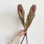 DFF05 Protea Dried Flower Protea Cynaroides Natural Real Flower Bouquet Decoration Life Dried Flower Bouquet Decoration - Image 6
