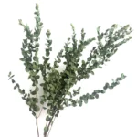 PPL21 E.tereticornis Dried Preserved Eucalyptus Teardrop Leaves Branches for Vase Filler BathroomWedding Arrangement Decor - Image 5