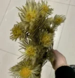 PPL34 Jinerong Floral Arrangements Natural Everlasting Straw Flower Preserved Entrnal Flowers Plant for Home Decor - Image 5