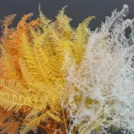 PPL17 Dicranopteris Pedata Natural Flower High Quality Preserved Fern Leaves Everlasting Forked Fern for Decorative Flowers - Image 4