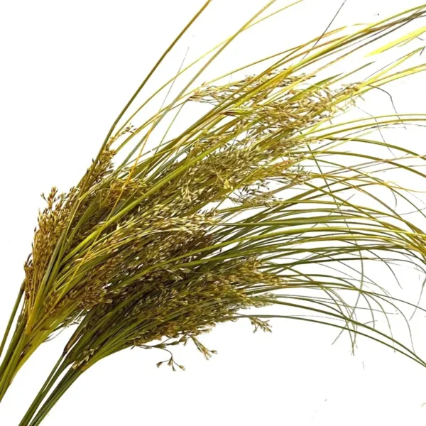 PPL14 Cymbopogon Distans Preserved Long Haired Plants for Flower Arrangement Are Truly Natural Plants