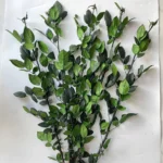 PPL71 Factory Wholesale 30cm 40cm 70cm Natural  Preserved Eternal Rose Stems for Home Decoration DIY Handmade Flower Arrangement - Image 3