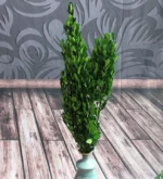 PPL06 Buxus Microphylla Dried Natural Preserved Boxwood Stems Boxwood Wreath Preserved Boxwood Topiary - Image 2
