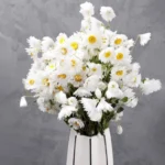 DFF03 Helipterum Manglesii Real Chrysanthemum Rhodanthe Daisies Wedding Holiday Decoration Dried Valentine's Day Graduation - Image 3