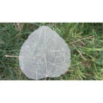 PPL39 Linden Leaves Vein Bodhi Tree Skeleton Leaves - Image 3