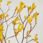 DFL01 Anigozanthos Preserved Natural Kangaroo Paw Flower Factory Price Decorative Flowers for Christmas and Mother's Day - Image 2