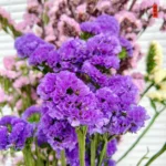 PPF17 Myosotis Alpestris Dry Forget Me Not Flowers Natural Preserved Do Not Forget Me Flowers Real Flower for Wedding Decor - Image 2