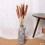 DFS02 Natural Jumbo Latifolia Typha Angustifolia Cattail Flower Spike Dried Cattail for Graduation Christmas Thanksgiving China - Image 4