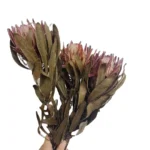 DFF05 Protea Dried Flower Protea Cynaroides Natural Real Flower Bouquet Decoration Life Dried Flower Bouquet Decoration - Image 2
