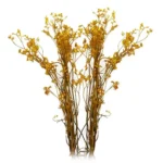DFL01 Anigozanthos Preserved Natural Kangaroo Paw Flower Factory Price Decorative Flowers for Christmas and Mother's Day - Image 6