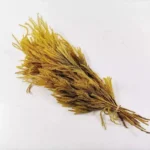 PPL13 Club Moss Decoration Flower Landscape Material Pine Tree Grass Dried Diaphasiastrum Veitchii Leaves Dried Club Moss - Image 5