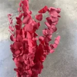 PPL61 Silver-leaved Mountain Gum Hot Selling Preserved Real Eucalyptus Leaves for Home Wedding Decoration - Image 3