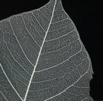 PPL39 Linden Leaves Vein Bodhi Tree Skeleton Leaves