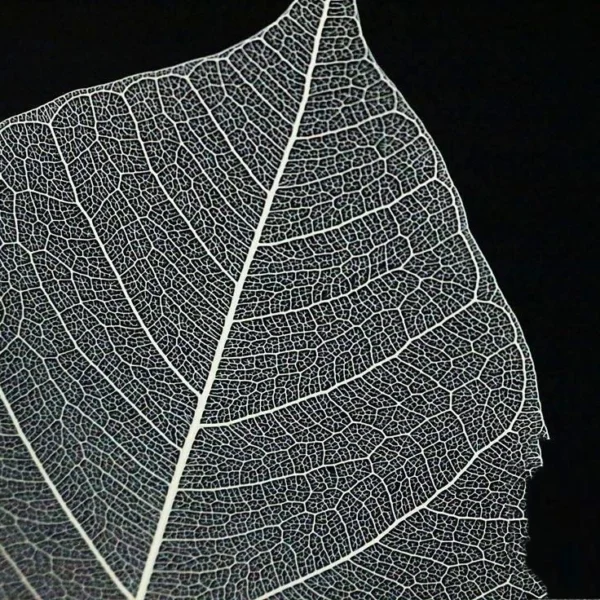 PPL39 Linden Leaves Vein Bodhi Tree Skeleton Leaves