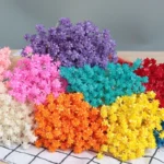 PPF27 Small Mountain Flower Wholesale Dried Mini Star Daisy Flower Real Natural Preserved Brazilian Star Flower - Image 2