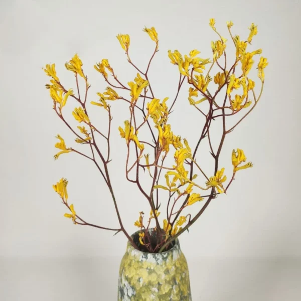 DFL01 Anigozanthos Preserved Natural Kangaroo Paw Flower Factory Price Decorative Flowers for Christmas and Mother's Day