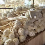 PPF02 Artichoke the Hot Selling Flower Dried Artichoke for Wedding/home Decoration for Home Decor Luxury - Image 5