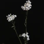 PPF12 French White Plum  Wholesale Hot Sale Wedding Decoration Flowers Baby Breath Natural Flowers Home Decoration - Image 2