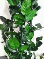 PPL71 Factory Wholesale 30cm 40cm 70cm Natural  Preserved Eternal Rose Stems for Home Decoration DIY Handmade Flower Arrangement - Image 4