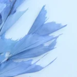 PPL25 Fishtail Leaf Wholesale Real Natural Flower Big Leaves Preserved Ruscus for Flower Arrangement - Image 5