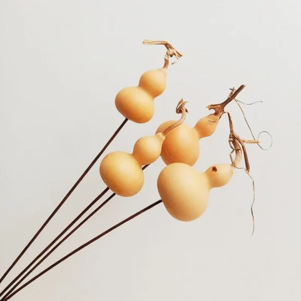 DFS51 Splicing Gourd High Quality INS Popular Natural Dried Flowers Calabash Gourd & Lagenaria Siceraria for Home Decor
