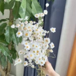 DFF03 Helipterum Manglesii Real Chrysanthemum Rhodanthe Daisies Wedding Holiday Decoration Dried Valentine's Day Graduation - Image 4