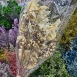 PPS11 Eucalyptu Seeds Dried Flower Corn poppy Dried Globulus Labill Zombie Fruit Eucalyptus Fruit for Indoor Decor  Arrangement - Image 4