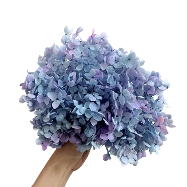 PHB01 Boxed Anna Hydrangea 16 Color Mixed Color Gradient Color Naturally Preserved Hydrangea Flowers for Handmade Production