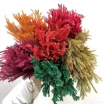 PPL13 Club Moss Decoration Flower Landscape Material Pine Tree Grass Dried Diaphasiastrum Veitchii Leaves Dried Club Moss