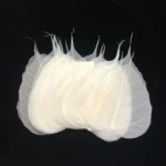 PPL39 Linden Leaves Vein Bodhi Tree Skeleton Leaves - Image 2