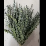 PPL20 E. Polyanthemos Hot Selling Bleached Eucalyptus Apple Leaves Flower Decoration for Home Wedding Valentine's Day INS - Image 6