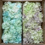PHB01 Boxed Anna Hydrangea 16 Color Mixed Color Gradient Color Naturally Preserved Hydrangea Flowers for Handmade Production - Image 4