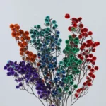 PPS20 Woolen Ball Preserved Stirlingia Flower Dried Fluffy Ball Flower Stirlingia Latifolia for Home Decoration - Image 2