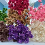 PPF27 Small Mountain Flower Wholesale Dried Mini Star Daisy Flower Real Natural Preserved Brazilian Star Flower - Image 6